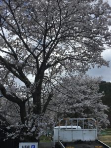 上田市手塚の桜